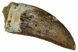 Serrated, Carcharodontosaurus Tooth - Real Dinosaur Tooth #267780-1